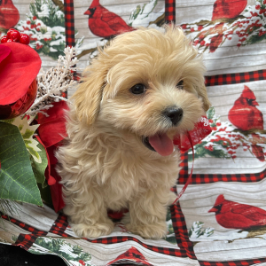 Maltipoo Puppy Bunny