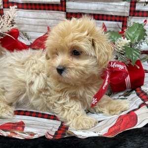 Maltipoo Puppy Bunny