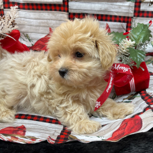 Maltipoo Puppy Bunny