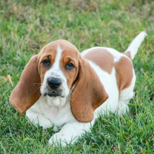 Basset Hound Puppy Mia