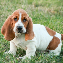 Basset Hound Puppy Mia