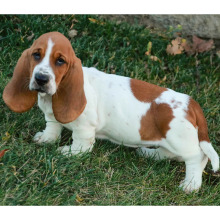 Basset Hound Puppy Mia