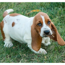 Basset Hound Puppy Mia