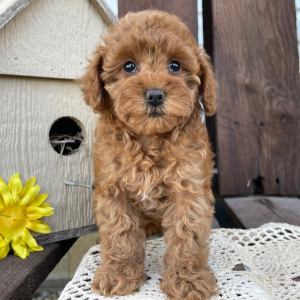 Poodle Puppy Katie