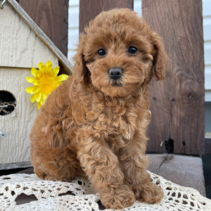 Poodle Puppy Katie