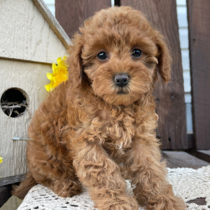 Poodle Puppy Katie