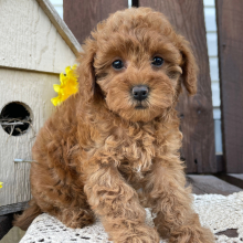 Poodle Puppy Katie