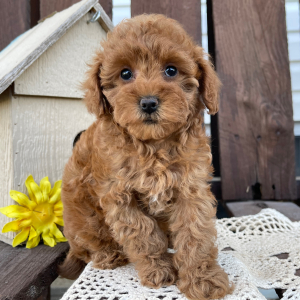Poodle Puppy Katie