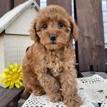 Poodle Puppy Katie