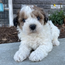 Bichonpoo Puppy Bruno