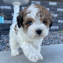 Bichonpoo Puppy Bruno