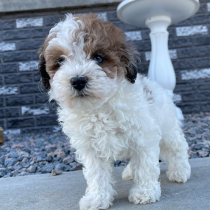 Bichonpoo Puppy Bruno
