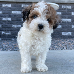 Bichonpoo Puppy Bruno