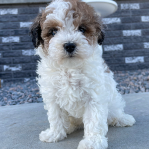 Bichonpoo Puppy Bruno