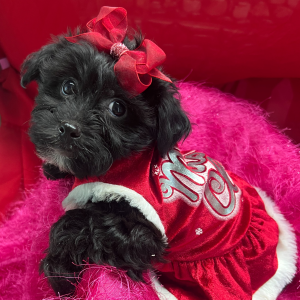 Yorkiepoo Puppy Fifi
