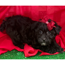 Yorkiepoo Puppy Fifi