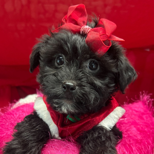 Yorkiepoo Puppy Fifi