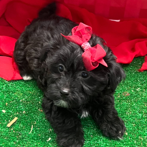 Yorkiepoo Puppy Fifi