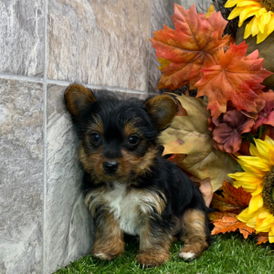 Yorkshire Terrier Puppy Zeke