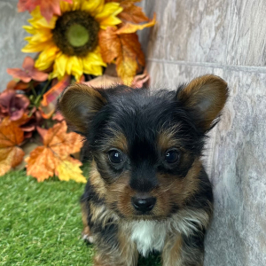 Yorkshire Terrier Puppy Zeke