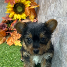 Yorkshire Terrier Puppy Zeke