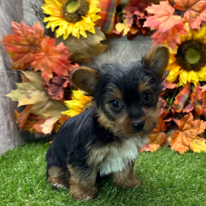 Yorkshire Terrier Puppy Zeke