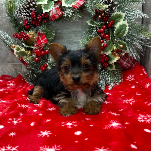 Yorkshire Terrier Puppy Zeke