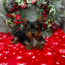 Yorkshire Terrier Puppy Zeke