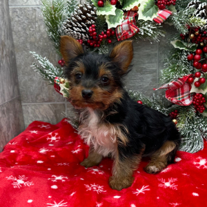 Yorkshire Terrier Puppy Zeke