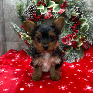 Yorkshire Terrier Puppy Zeke