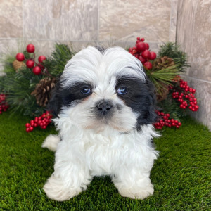Shih Tzu Puppy Gwendolyn
