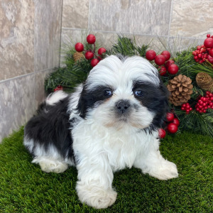 Shih Tzu Puppy Gwendolyn