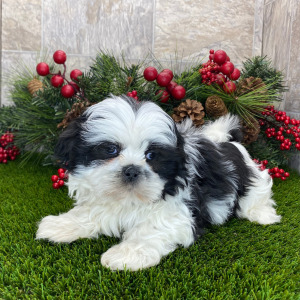 Shih Tzu Puppy Gwendolyn