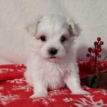 Maltese Puppy Scuffy