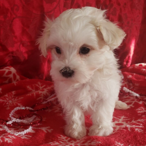 Maltese Puppy Scuffy