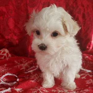 Maltese Puppy Scuffy