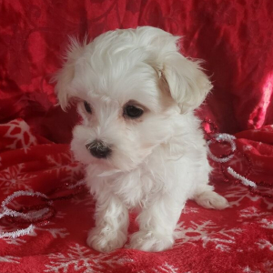 Maltese Puppy Scuffy