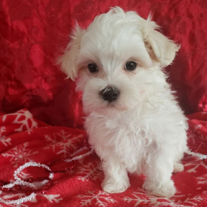 Maltese Puppy Scuffy