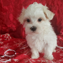 Maltese Puppy Scuffy