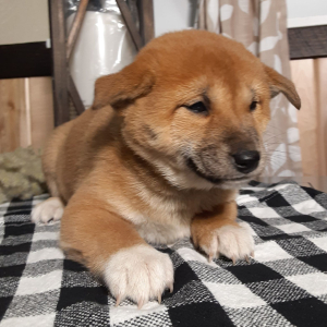 Shiba Inu Puppy Nola