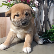 Shiba Inu Puppy Nola