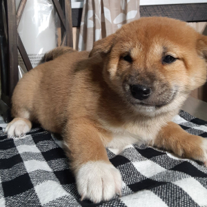 Shiba Inu Puppy Nola
