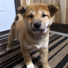 Shiba Inu Puppy Nola