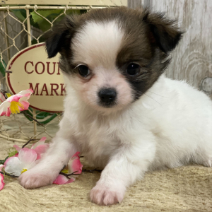 Chihuahua Puppy Callie