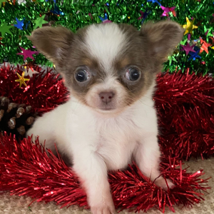 Chihuahua Puppy Tanner