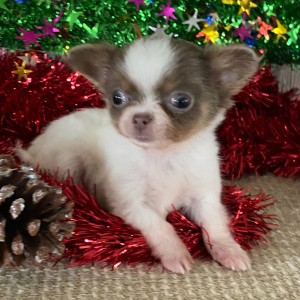 Chihuahua Puppy Tanner