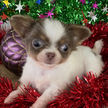 Chihuahua Puppy Tanner