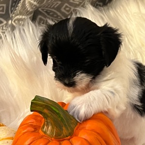 Coton de Tulear Puppy Sugar