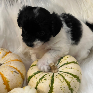 Coton de Tulear Puppy Sugar