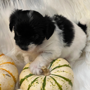 Coton de Tulear Puppy Sugar